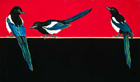 Magpie Trio