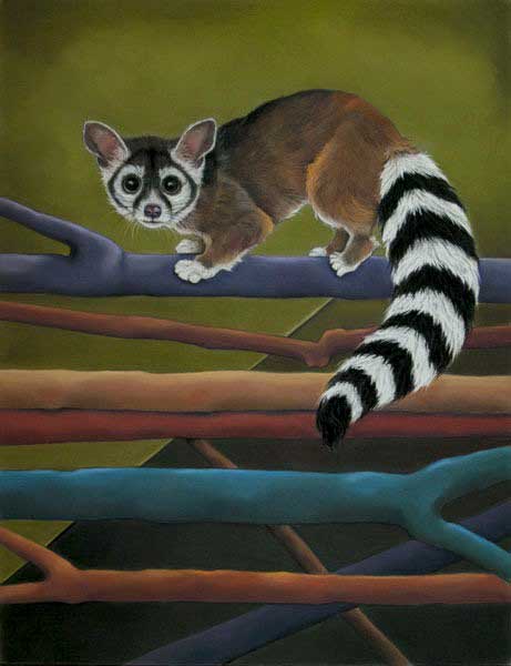 Ringtail Cat